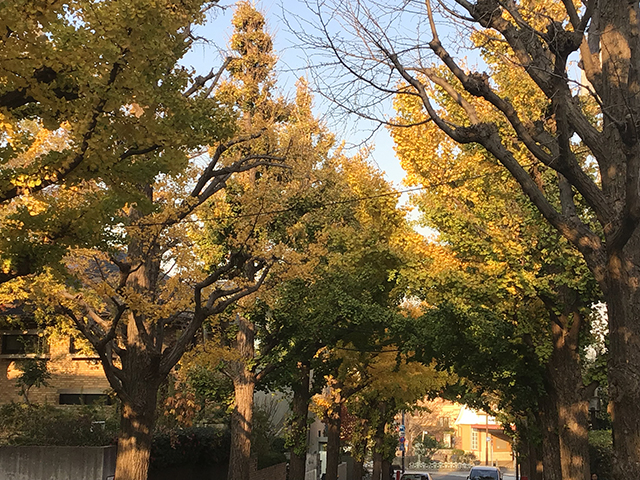 田園調布 イチョウ並木が色づく季節になりました おーたふる 大田区商店街ナビ