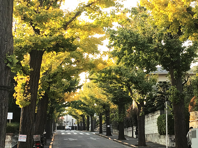 田園調布 イチョウ並木が色づく季節になりました おーたふる 大田区商店街ナビ