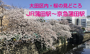 大田区内 桜の見どころ Jr蒲田駅 京急蒲田駅 おーたふる 大田区商店街ナビ