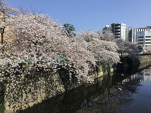 大田区内 桜の見どころ Jr蒲田駅 京急蒲田駅 おーたふる 大田区商店街ナビ