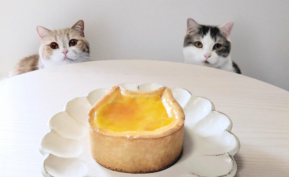 2月22日「猫の日」特集：ねこねこチーズケーキ