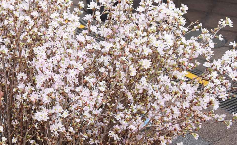 2021年3月26日(金)午後1時から、大岡山北口商店街レシートセールで「桜の枝のプレゼント」