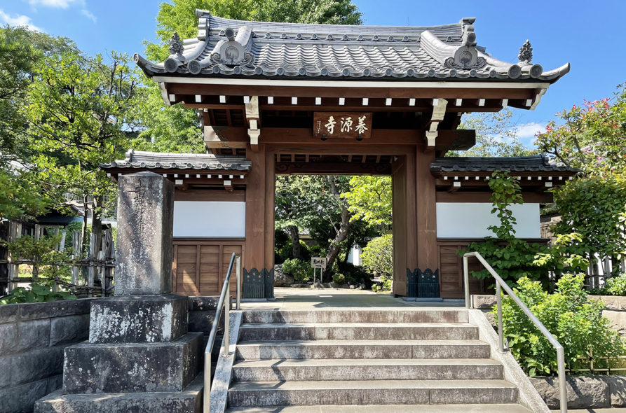 【アジサイ情報2024】【池上】2024/6/22現在、養源寺の開花状況 ｜ おーたふる 大田区商店街ナビ