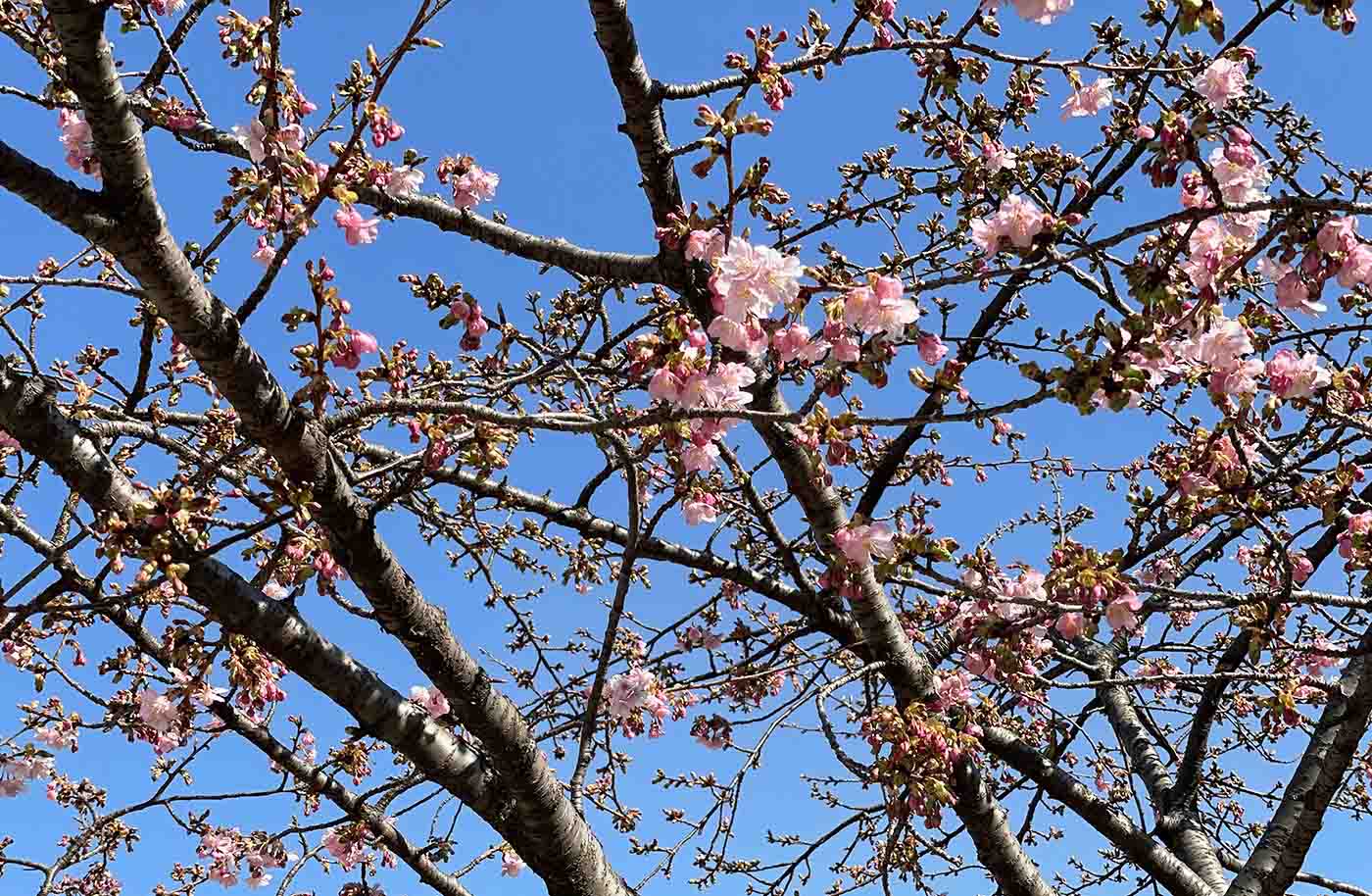 早咲きの桜を紹介します おーたふる 大田区商店街ナビ