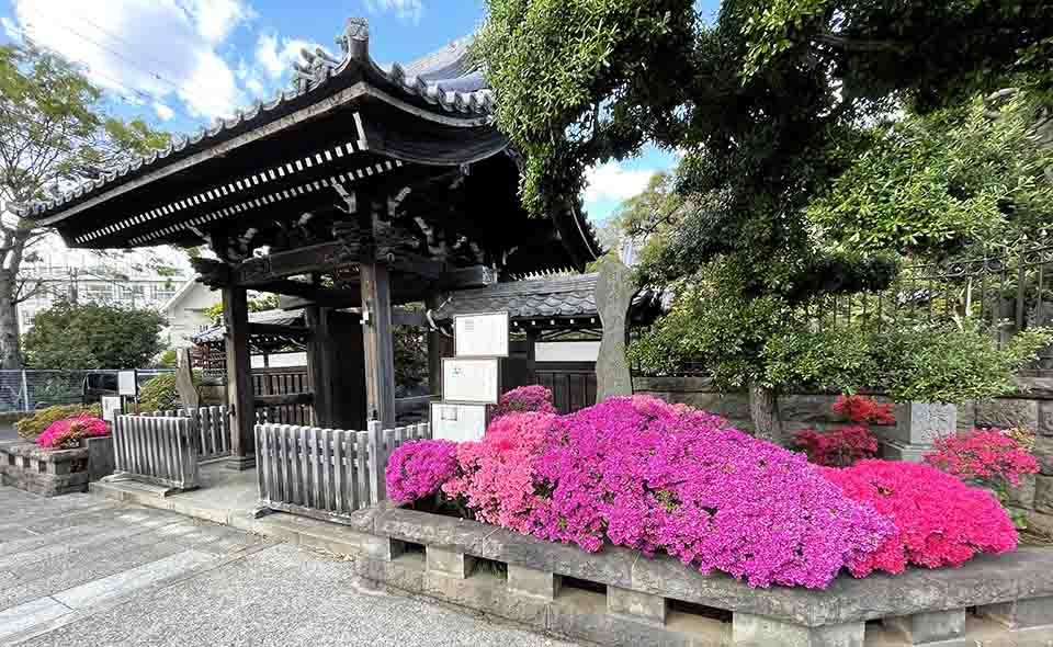 【大田区】ウメや桜の季節が過ぎて、これからツツジや藤の花が街を彩ります