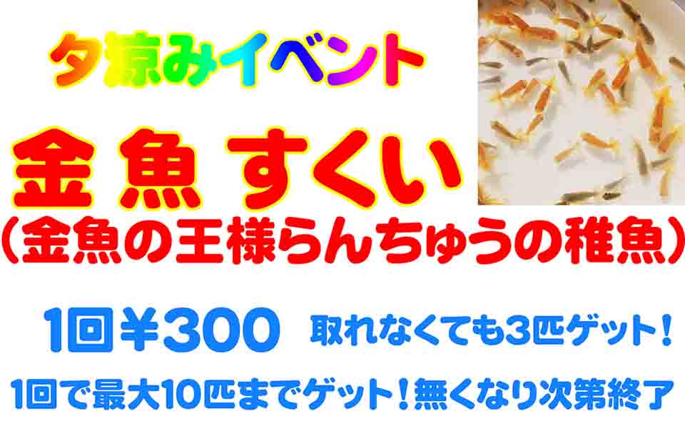 京急蒲田 8月の土 日は高橋らんちゅう養殖園でらんちゅう稚魚の金魚すくい おーたふる 大田区商店街ナビ