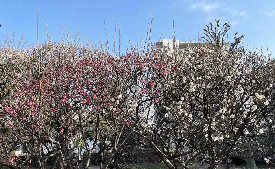 【梅屋敷】ウメの花が咲き始めました＝梅屋敷公園