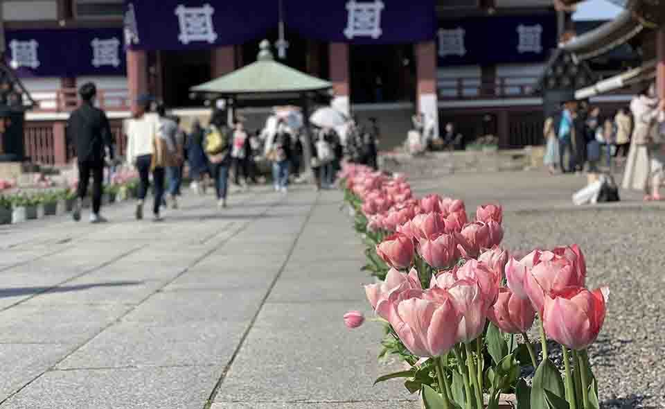 【池上】4/1（土）、2日（日）に池上本門寺「春まつり」開催。非公開の五重塔御開帳