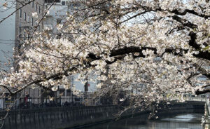 【2026】大田区内・桜の見どころ【JR蒲田駅〜京急蒲田駅】