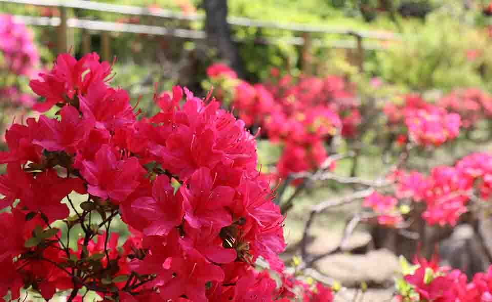 【大田区】ウメや桜の季節が過ぎ、ツツジやサツキの花が街を彩ります。梅園では鬱金（ウコン）桜も