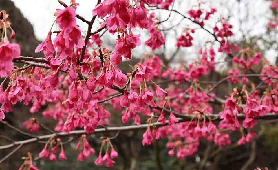 【特集・早咲きの桜】田園調布せせらぎ公園の寒緋桜が咲いています