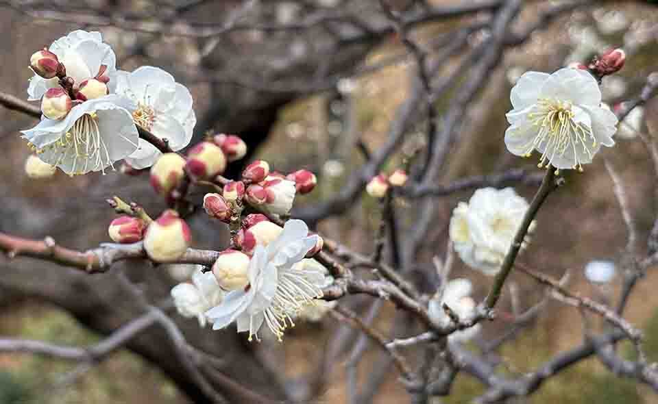 【池上】「池上梅園」と周辺散策。見頃はまだ先ですが、早咲きの花がほころび始めています【2025速報】