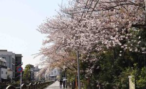 【大田区】商店街をめぐりながら、近くの桜の見所へ【2024】もう少し花を楽しみたい〜池上（4/14更新）