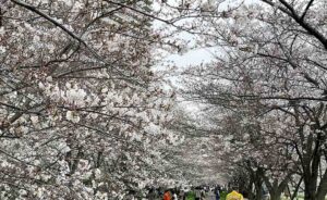 【大田区】桜の便りももうすぐ。商店街をめぐりながら、近くの桜の見どころへ【2025】