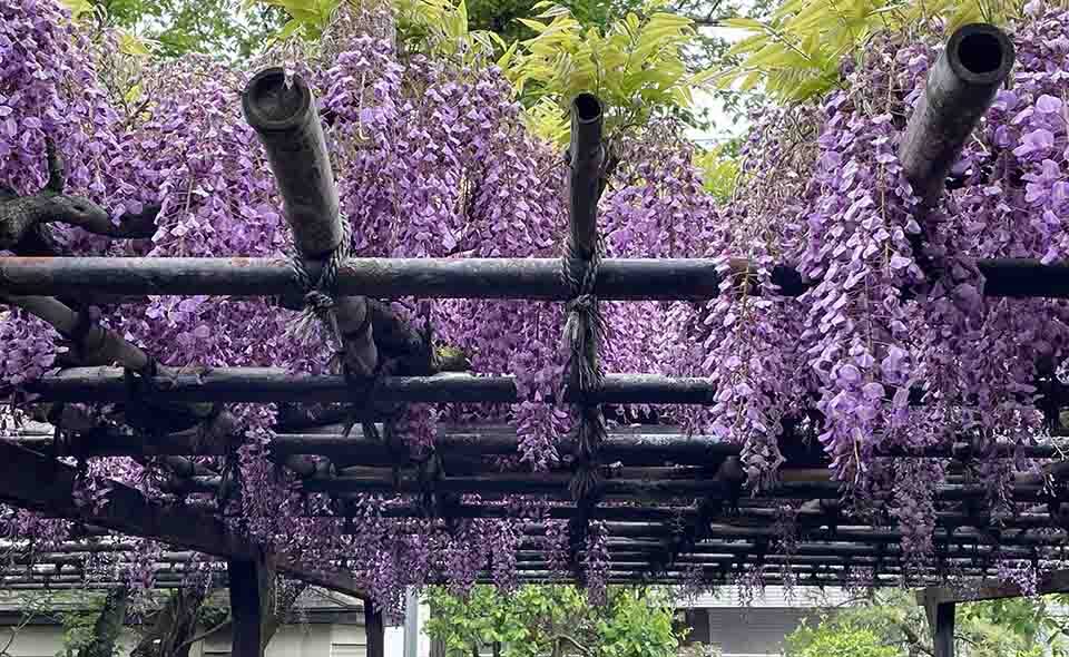 【大田区】ツツジやサツキの花が街を彩る季節。梅屋敷の妙典寺などで藤棚も見頃に