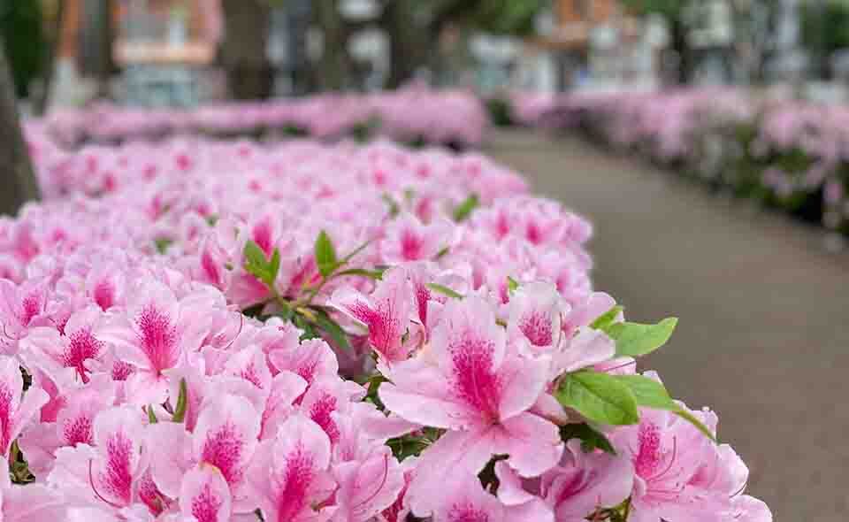 【大田区】ツツジやサツキの花が街を彩る季節。日本工学院周辺のツツジが映えます