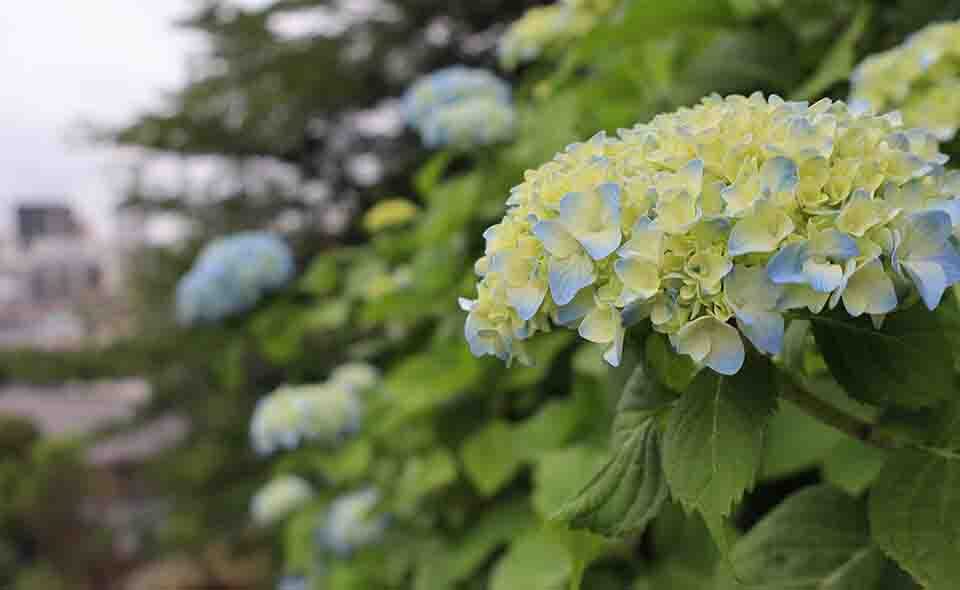 【アジサイ情報2025】【池上】2025/5/27現在、養源寺の開花状況