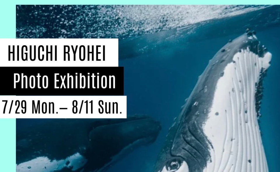 【田園調布】8月9日(金)「水中撮影と鯨の生態について学ぼう」が開催されます！
