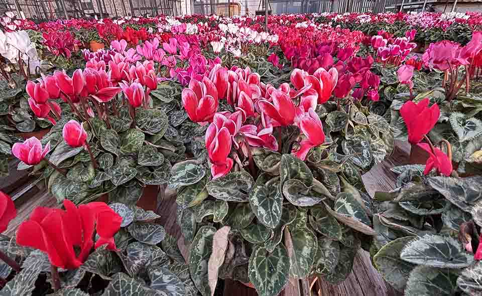 【仲池上】シクラメン販売中〜君島園芸【2025】