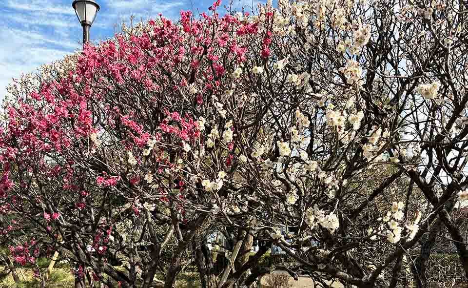 【梅屋敷】ウメの花が咲いています＝梅屋敷公園