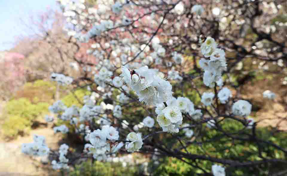 【池上】「池上梅園」と周辺散策。ウメが咲き始めました。見頃はこれから【2026/1/18更新】