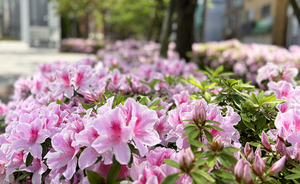 【大田区】ツツジやサツキの花が街を彩る季節。東京工科大周辺の歩道でも満開です