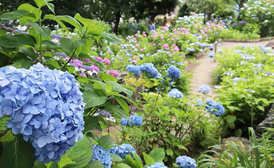 【アジサイ情報2025】【多摩川】2025/6/13現在、多摩川台公園の開花状況
