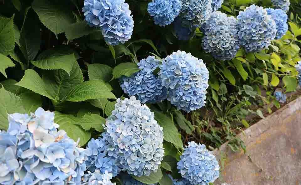 【アジサイ情報2025】【池上】2025/6/23現在、養源寺の開花状況