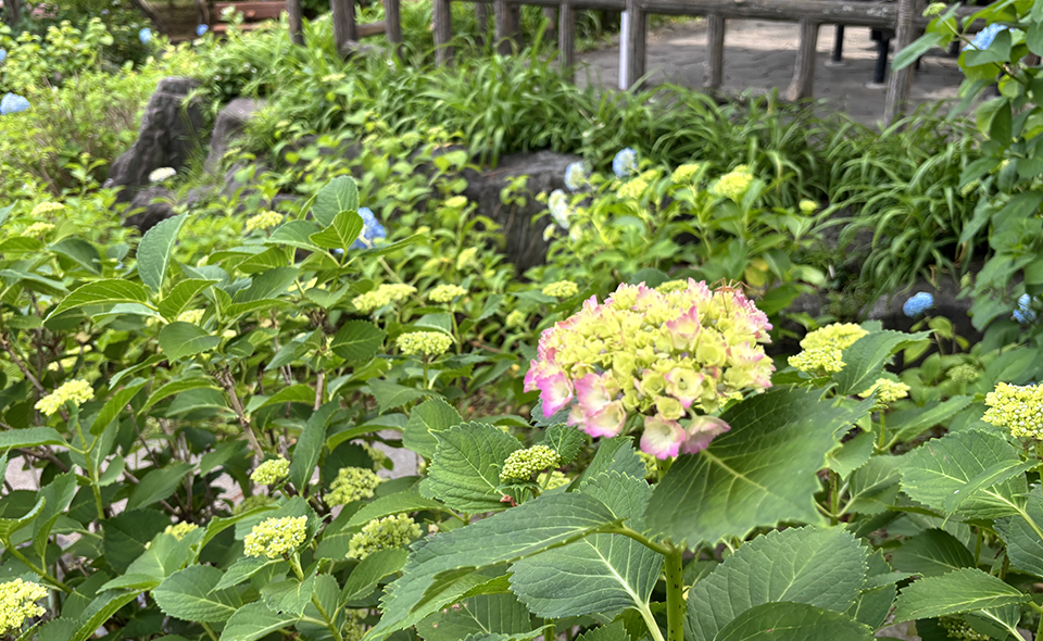 【アジサイ情報2026】【多摩川】5/19現在、多摩川台公園の開花状況