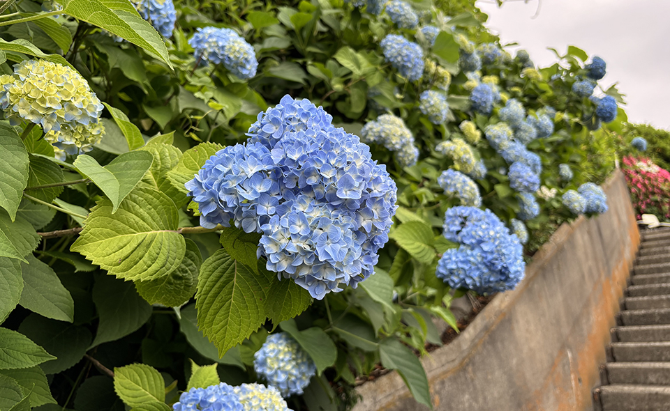 【アジサイ情報2026】【池上】2026/5/23現在、養源寺の開花状況