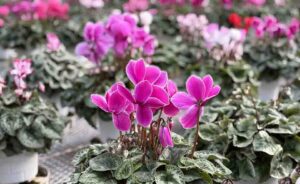 【馬込】シクラメン販売中〜馬込シクラメン園【2025】