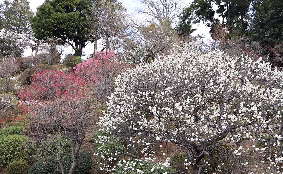 【池上】「池上梅園」と周辺散策。ウメが咲き始めました。見頃はこれから【2026/1/25更新】