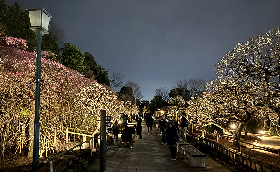 【池上】「池上梅園」と周辺散策。花は今が見頃!ライトアップが始まりました【2026/2/14更新】