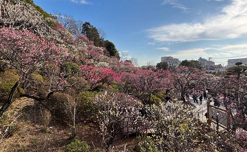 【池上】「池上梅園」と周辺散策。花は今が見頃！ライトアップが始まりました【2026/2/22更新】