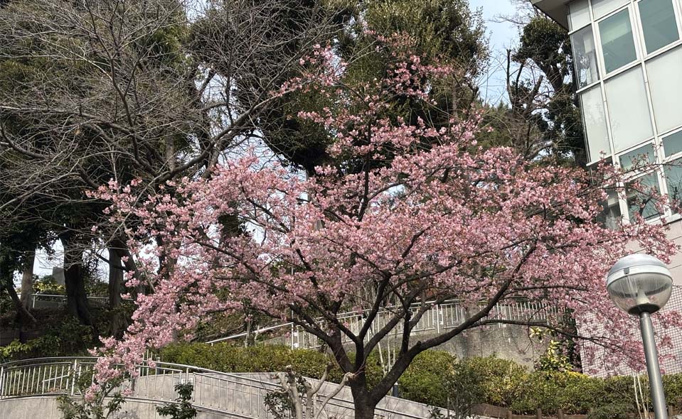 【大田区】早咲きの桜を紹介します（2/15更新）