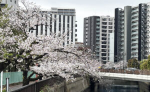 【2026】大田区内・桜の見どころ【JR蒲田駅〜京急蒲田駅】呑川沿いが満開です（4/1現在）