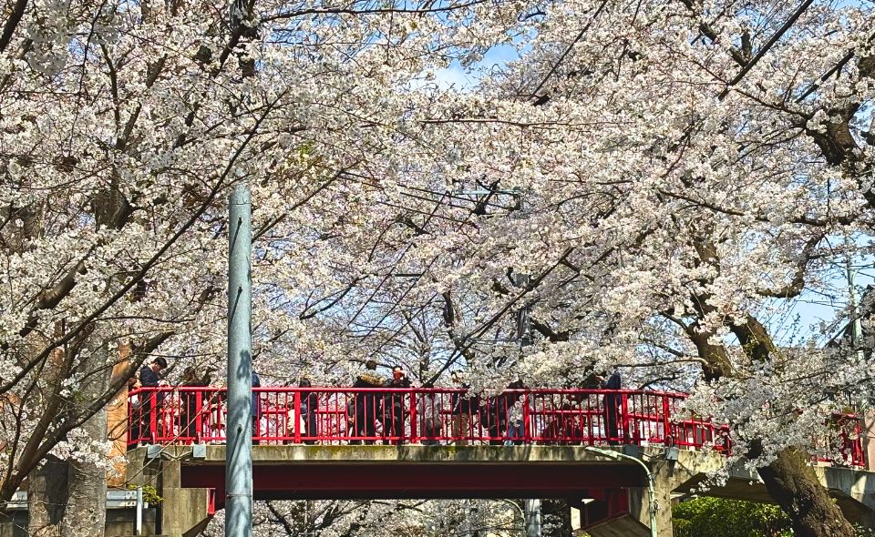 春を味わう♪大田区の桜とお散歩フード特集