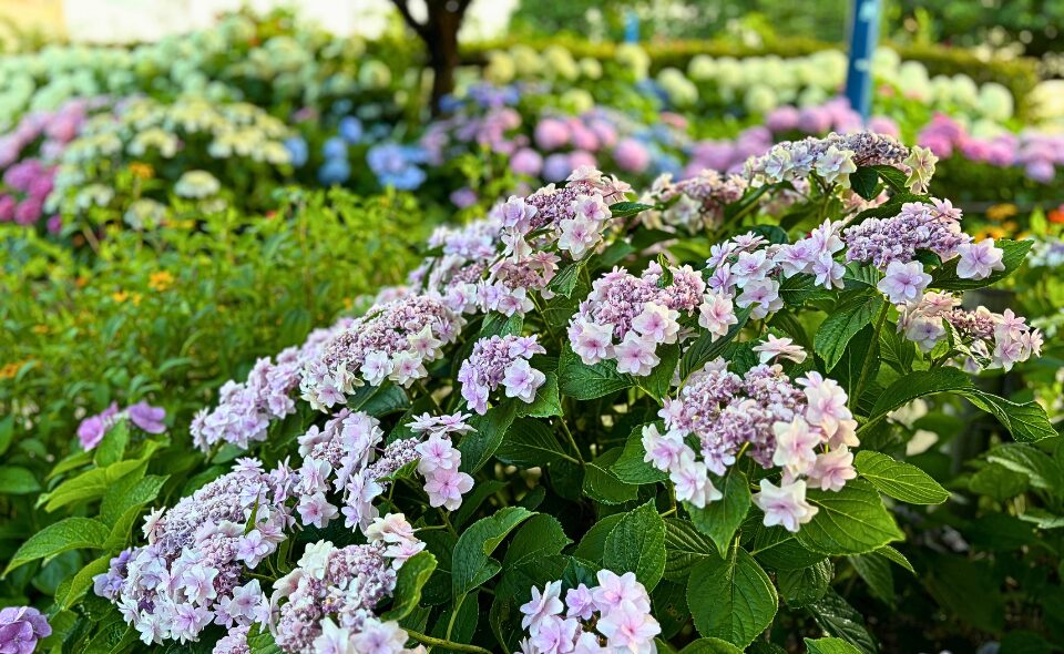 【大田区】初夏の彩りを楽しむ♪あじさいの名所と周辺グルメ特集
