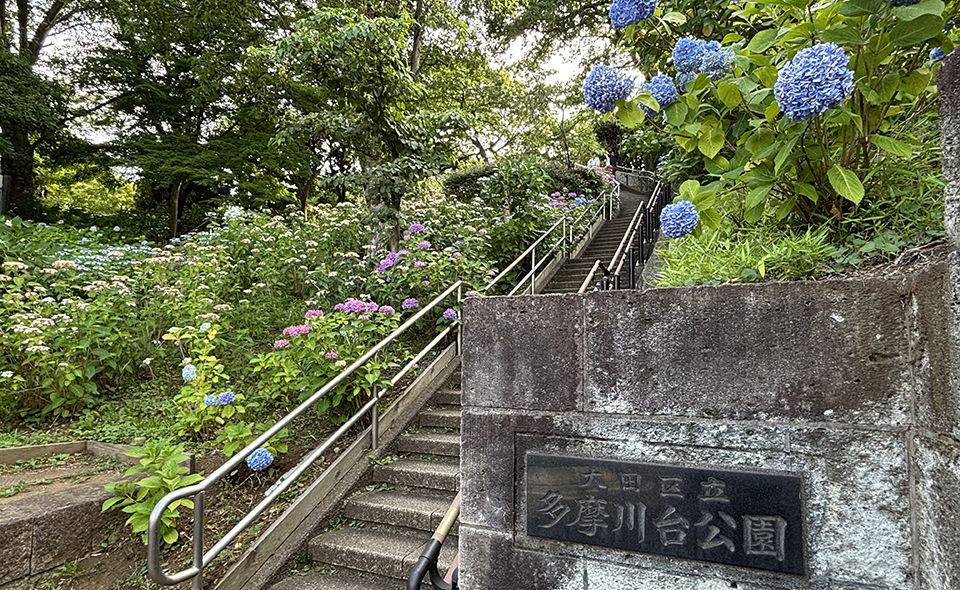 【アジサイ情報2026】【多摩川】6/1現在、多摩川台公園の開花状況