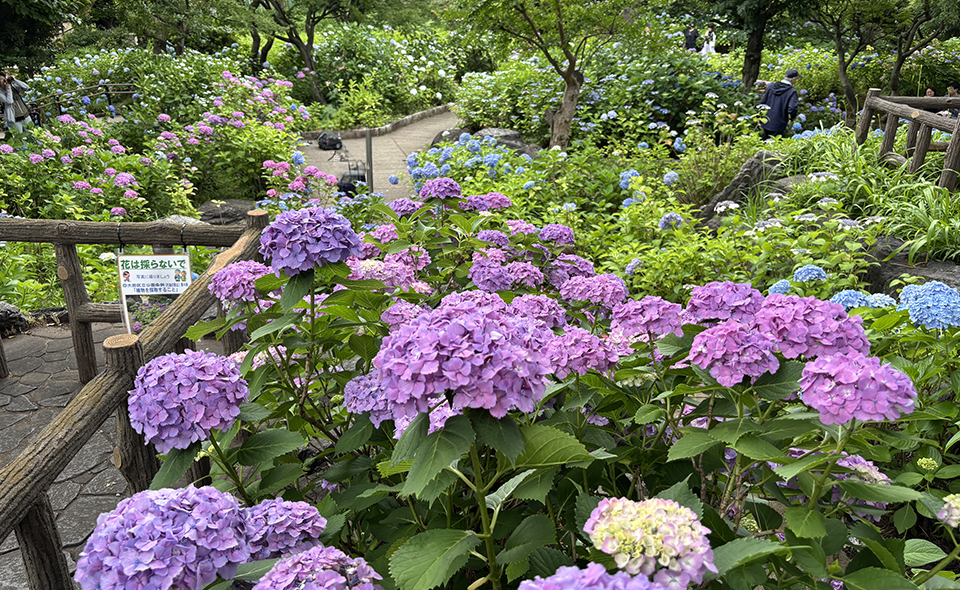 【アジサイ情報2026】【多摩川】6/5現在、多摩川台公園の開花状況