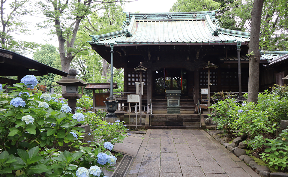 【アジサイ情報2026】【池上】2026/6/10現在、「あじさい寺」とも言われる妙見堂の開花状況