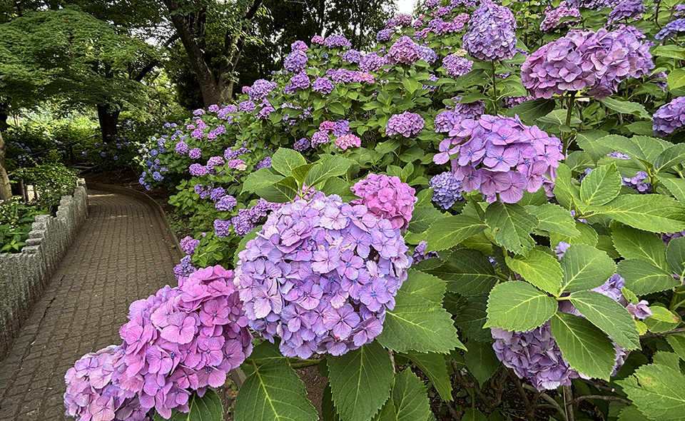 【アジサイ情報2026】【多摩川】6/17現在、多摩川台公園の開花状況