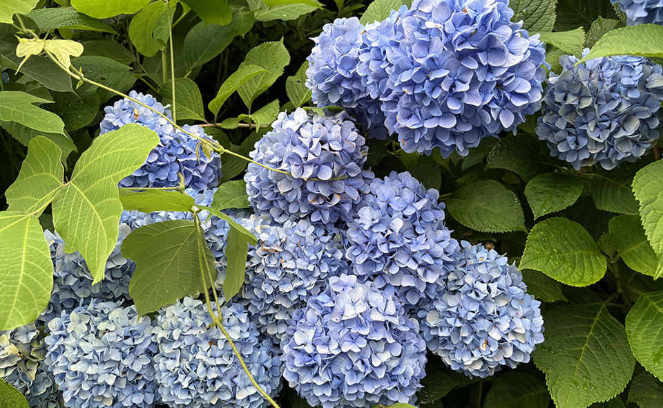 【アジサイ情報2026】【池上】2026/6/18現在、養源寺の開花状況