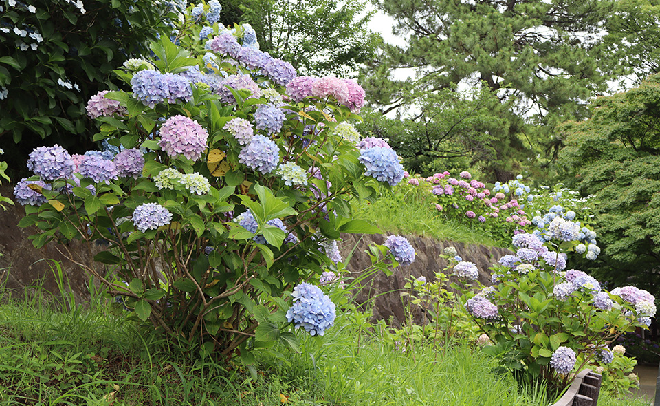 【アジサイ情報2026】【多摩川】6/23現在、多摩川台公園の開花状況（最終更新）